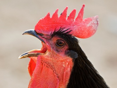 crowing_rooster